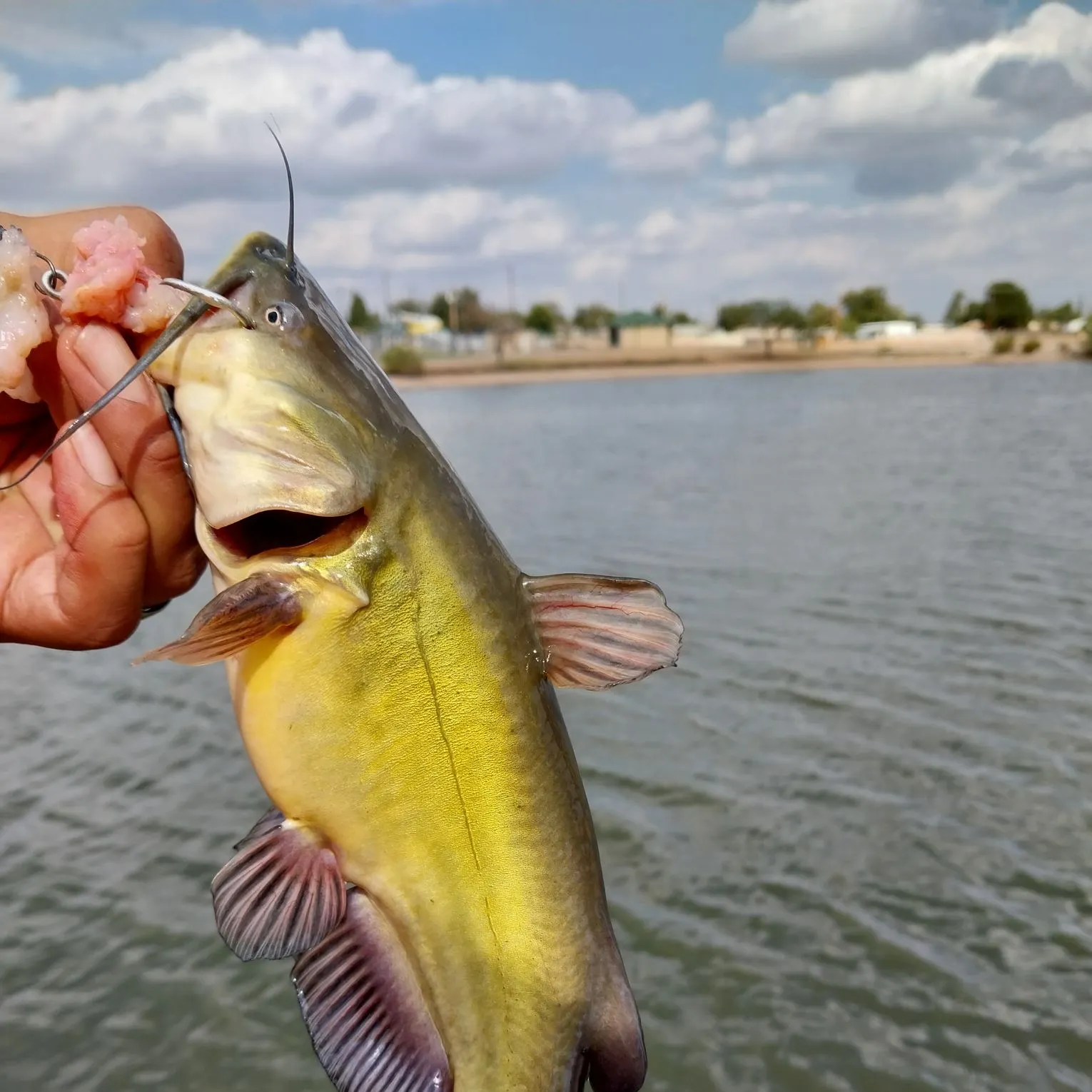 Yellow bullhead caught on Fishbrain