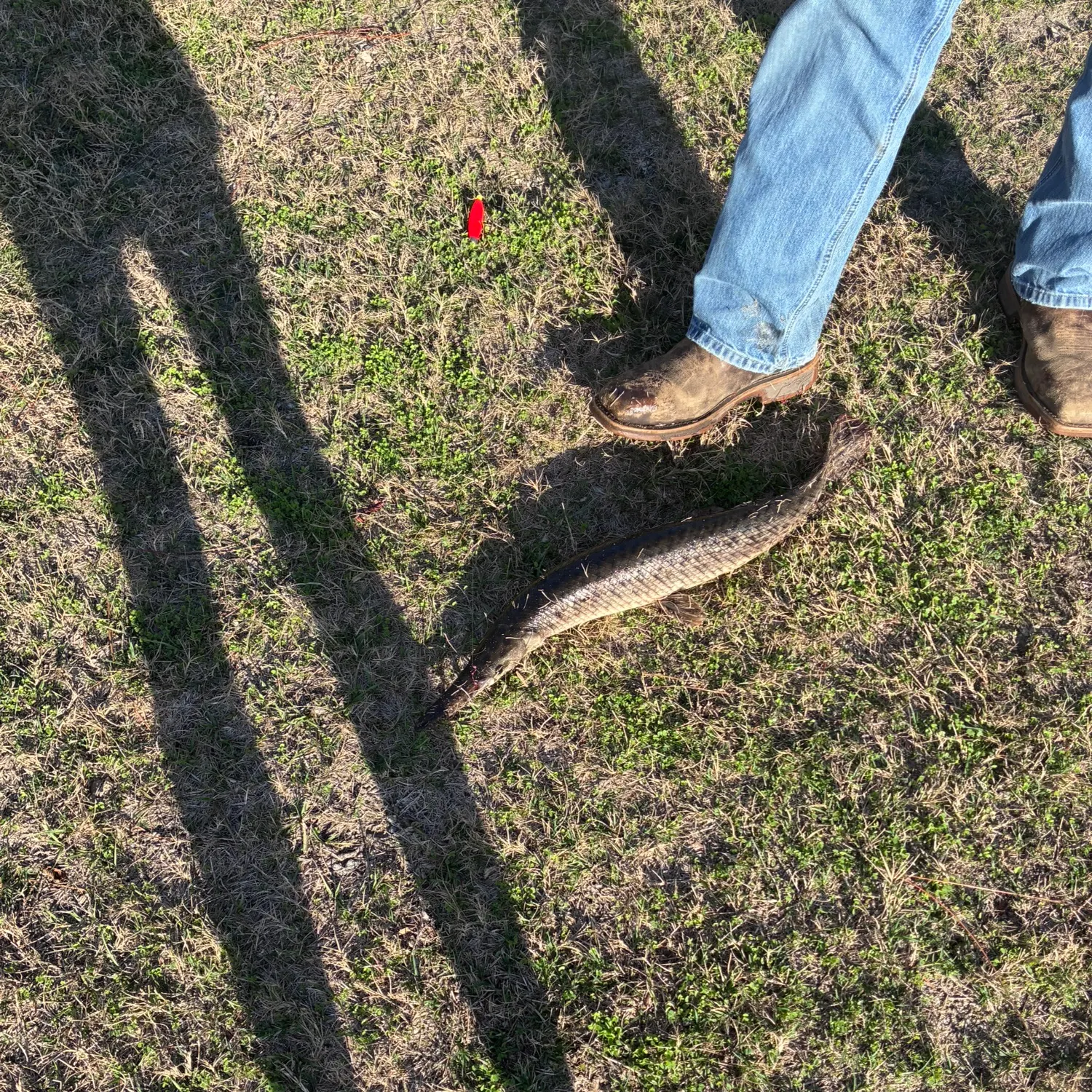 The most recent Spotted gar catches on Fishbrain