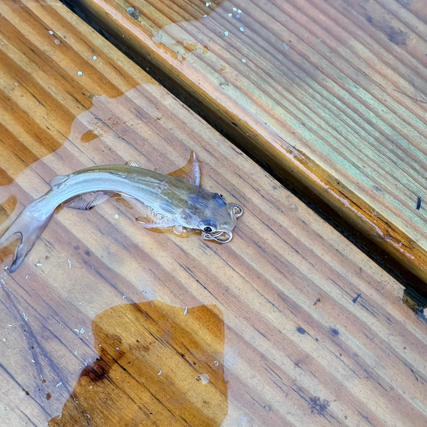 Channel catfish caught on Fishbrain