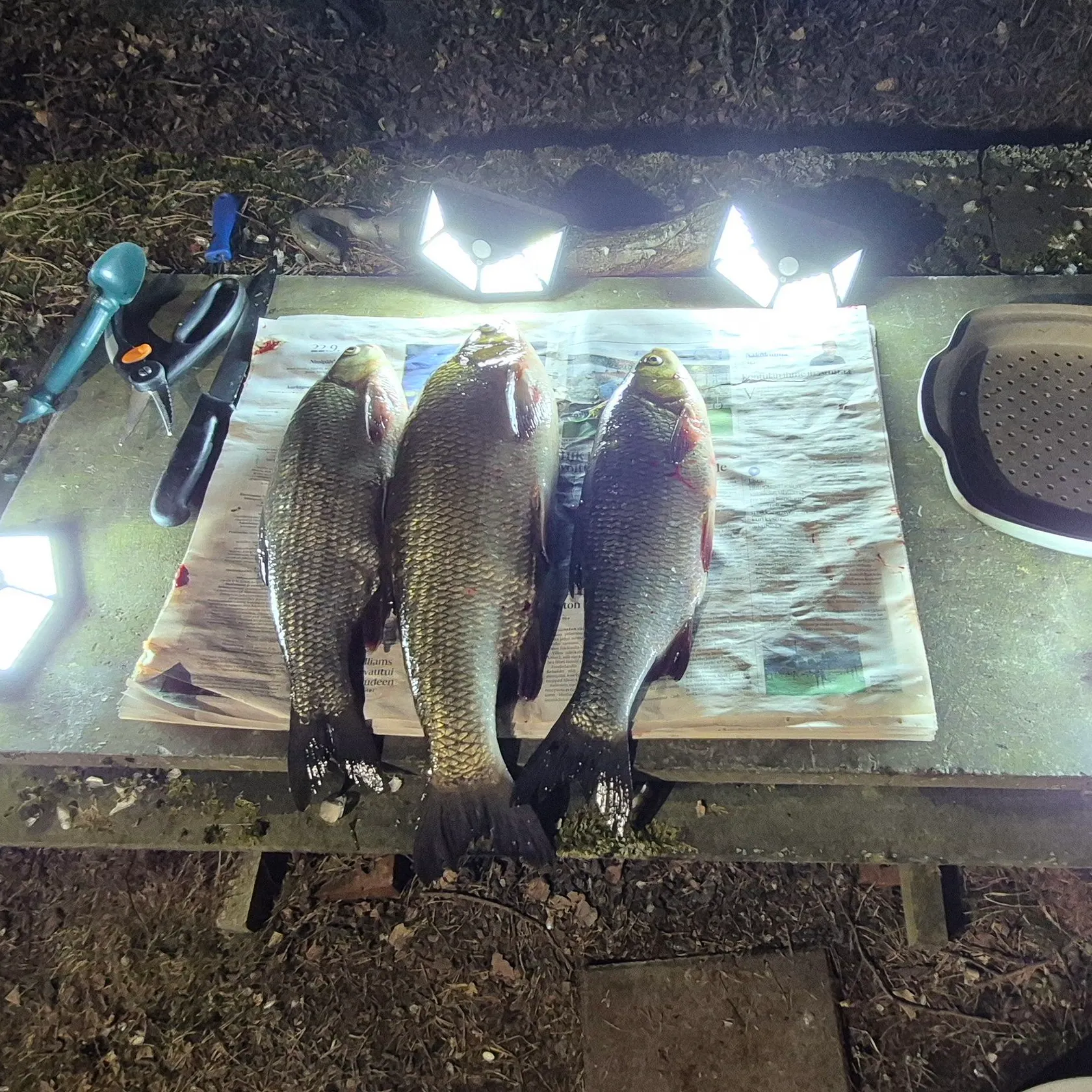 recently logged catches