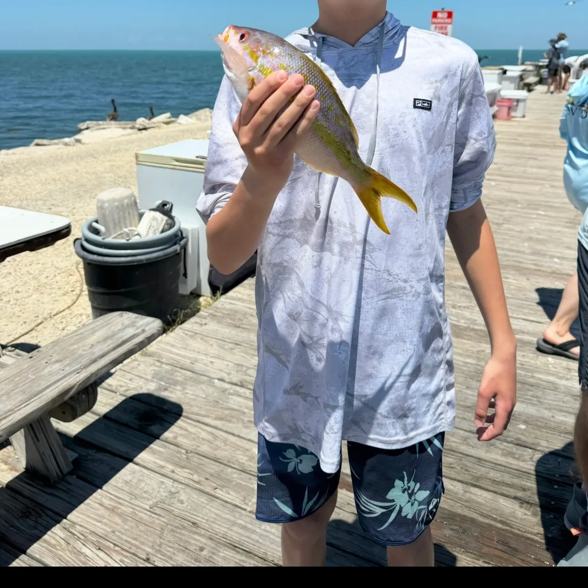 The most recent Yellowtail snapper catches on Fishbrain