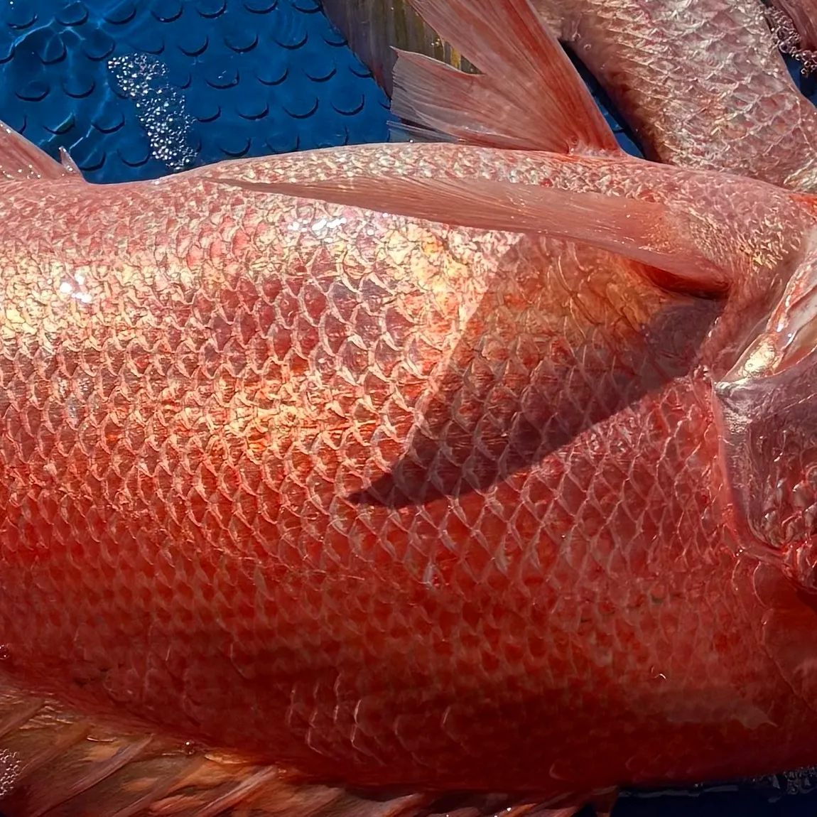 The most recent Malabar blood snapper catches on Fishbrain