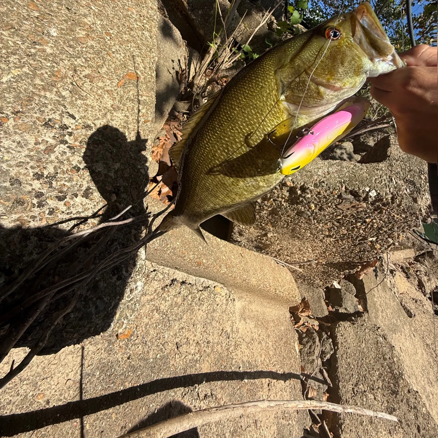 Smallmouth bass caught on Fishbrain
