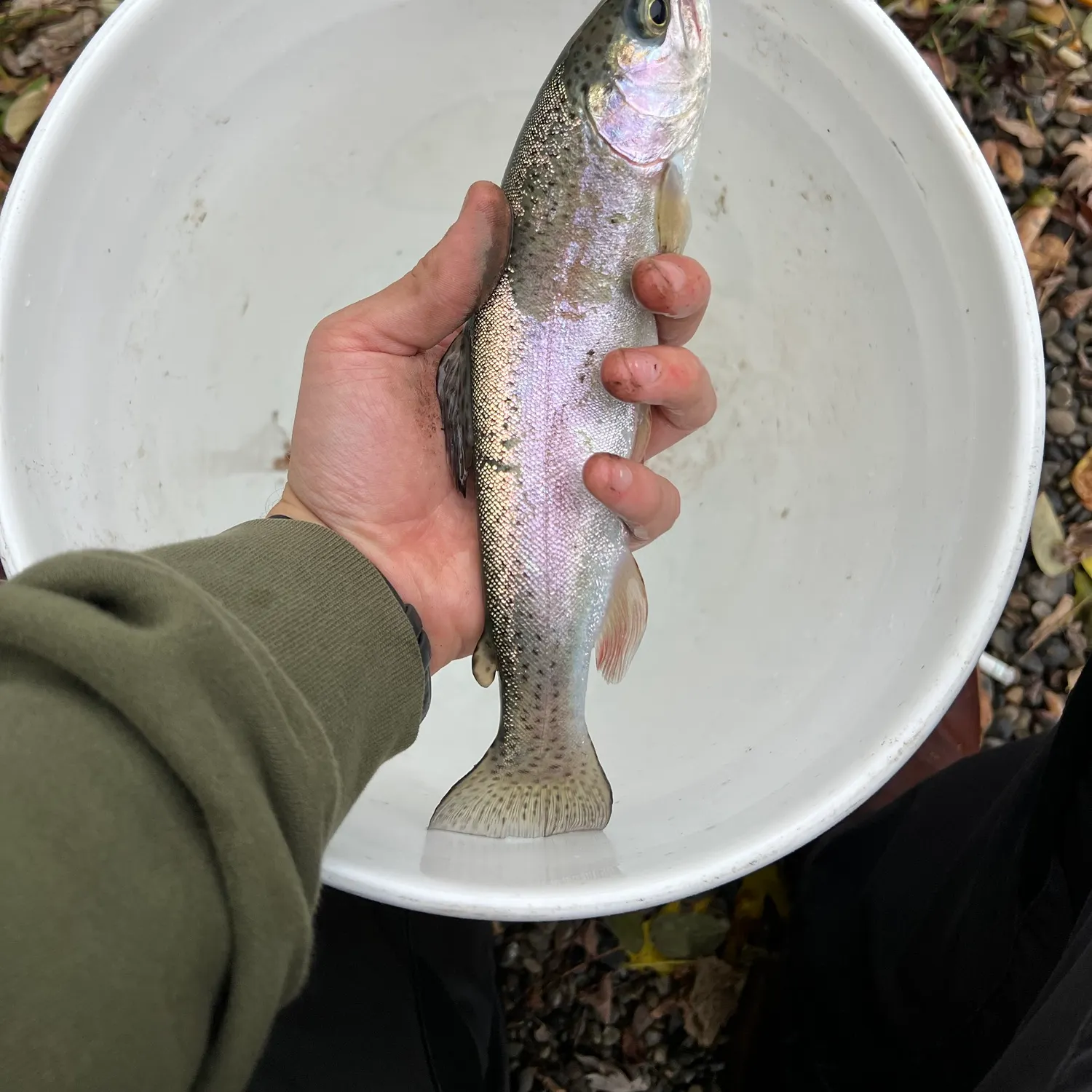 Rainbow trout caught on Fishbrain