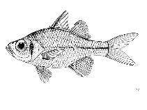 Banded-tail glassy perchlet