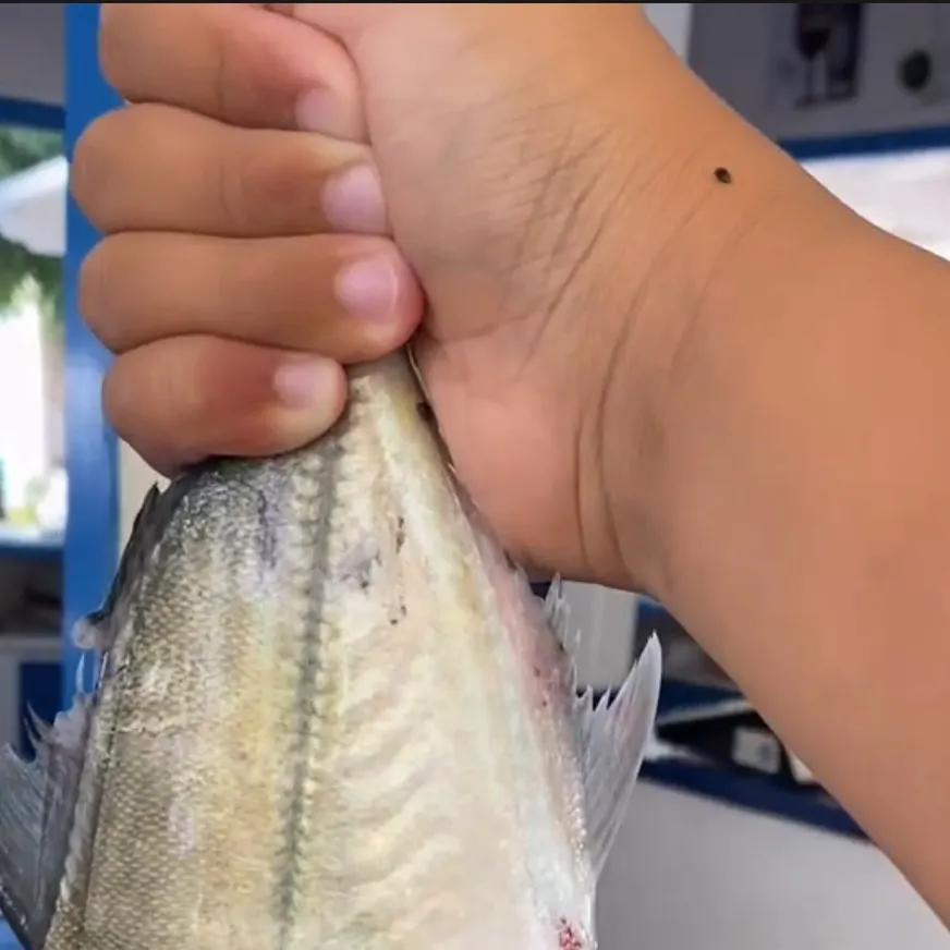 Blue runner caught on Fishbrain