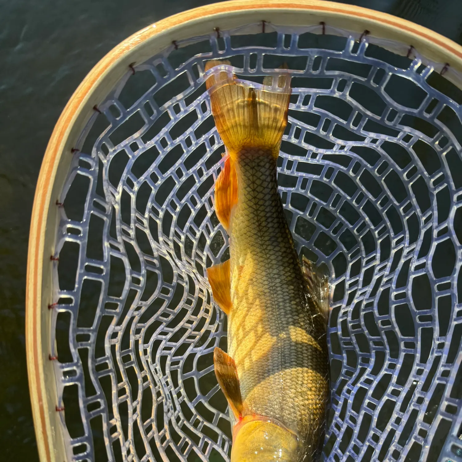 Golden redhorse caught on Fishbrain