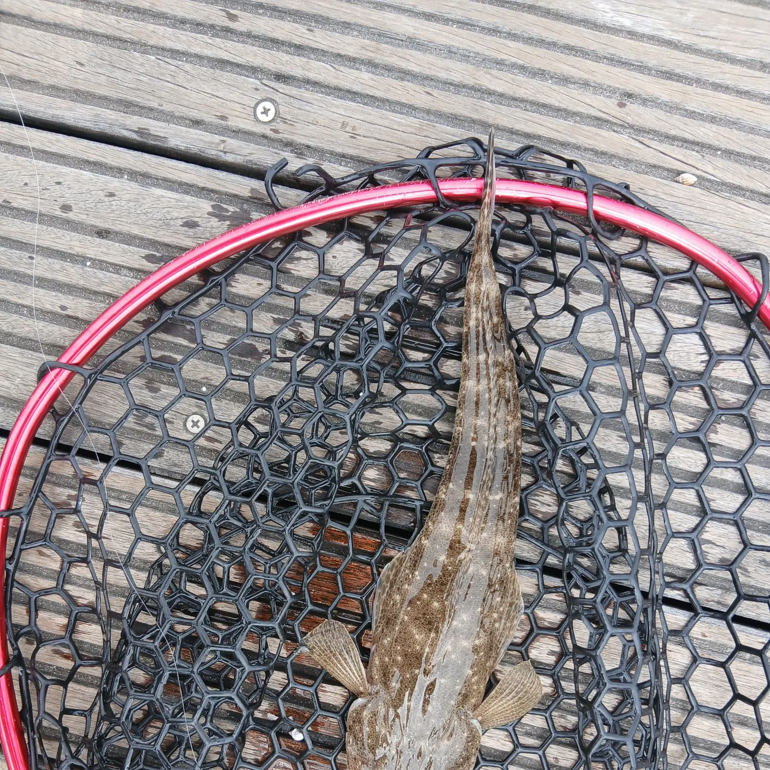 The most recent Dusky flathead catches on Fishbrain