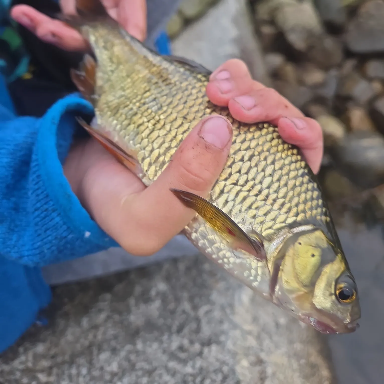 The most recent Golden shiner catches on Fishbrain