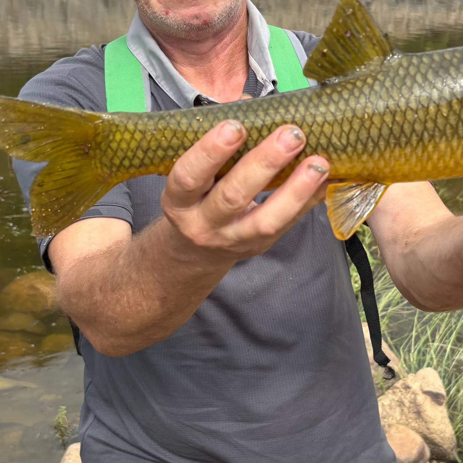 Common barbel caught on Fishbrain