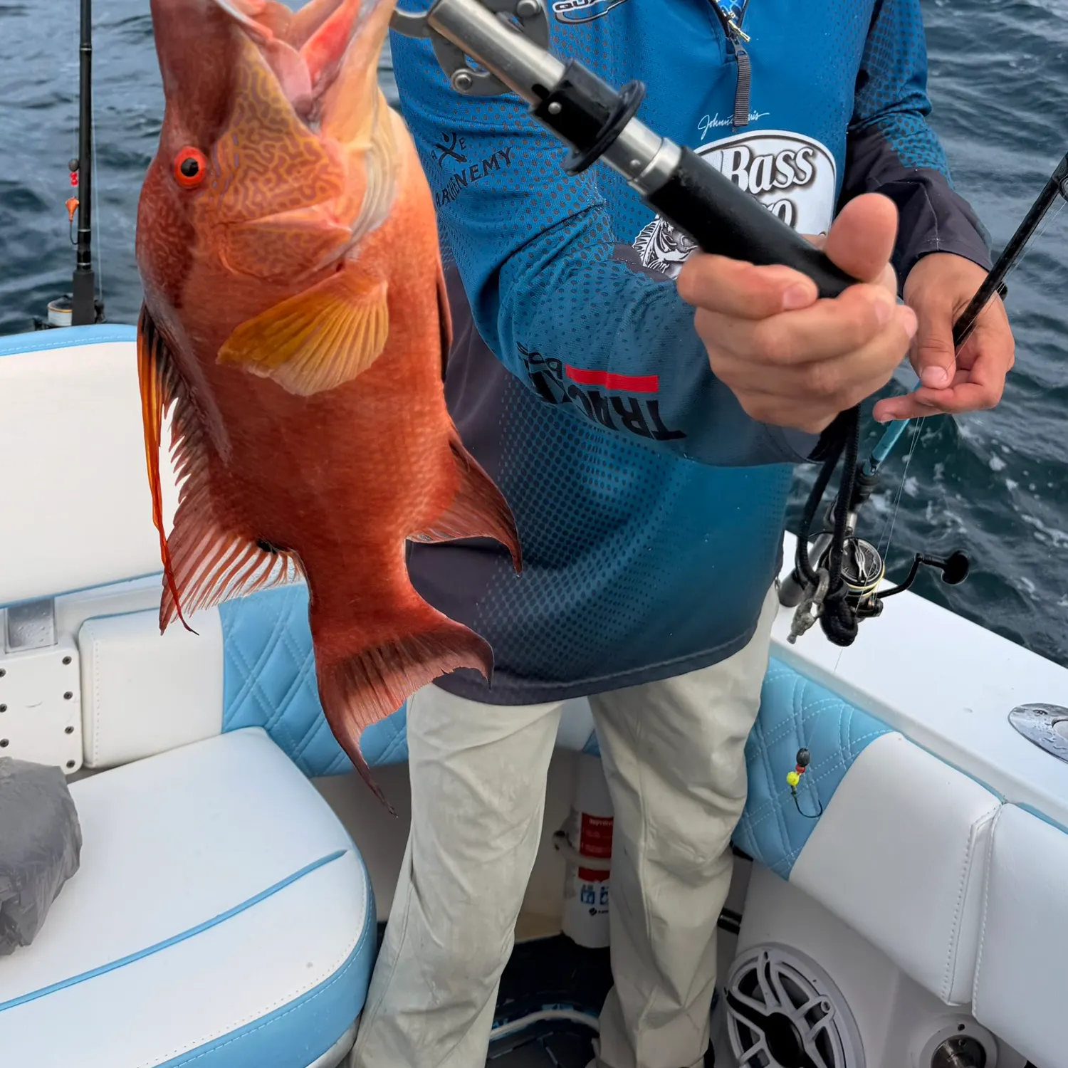 The most recent Hogfish catches on Fishbrain
