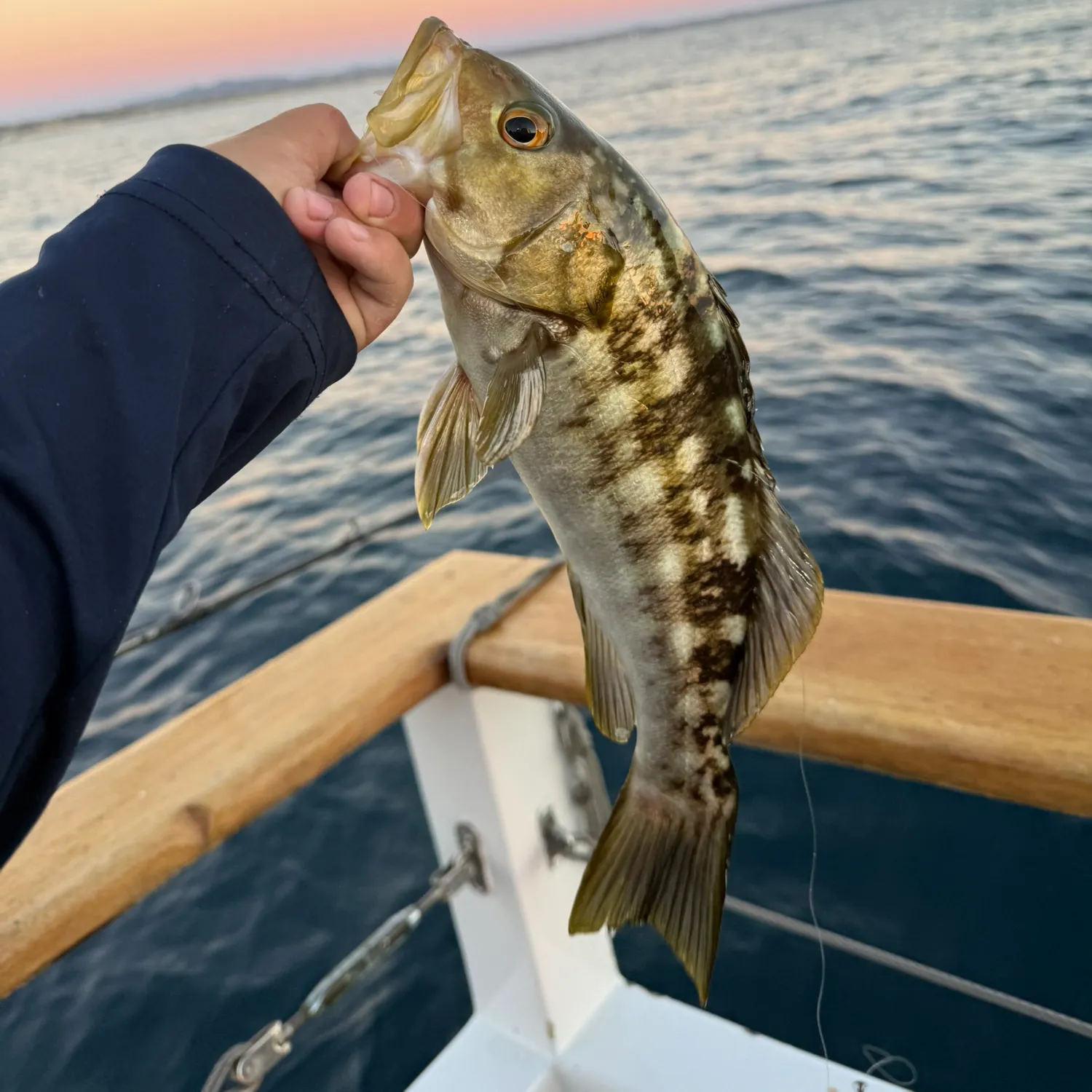 Kelp bass caught on Fishbrain