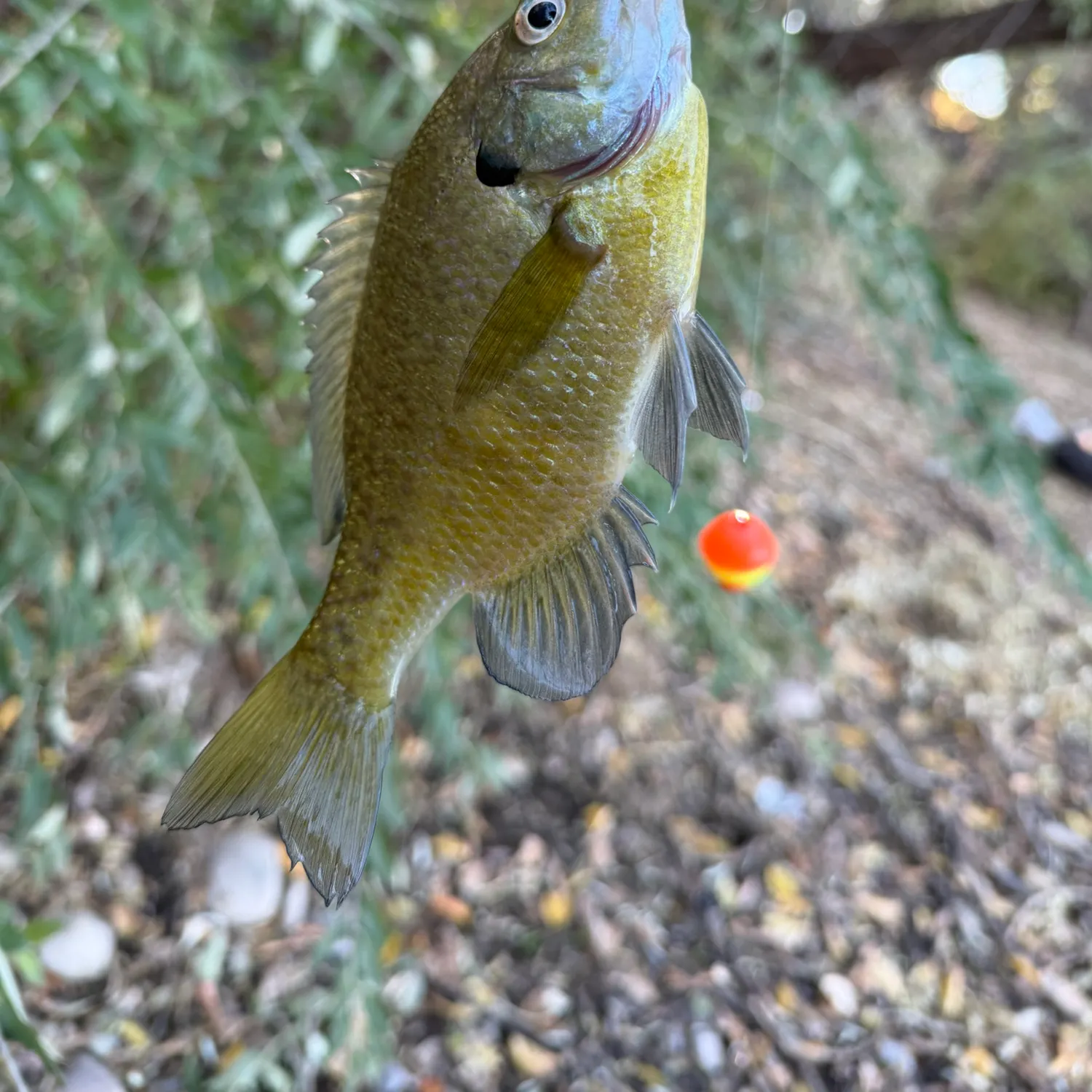 Bluegill caught on Fishbrain