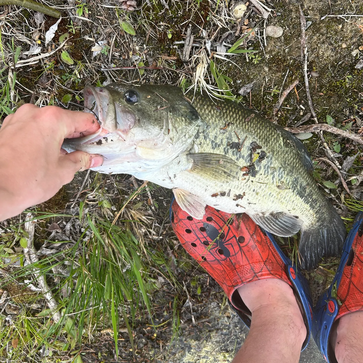 Largemouth bass caught on Fishbrain