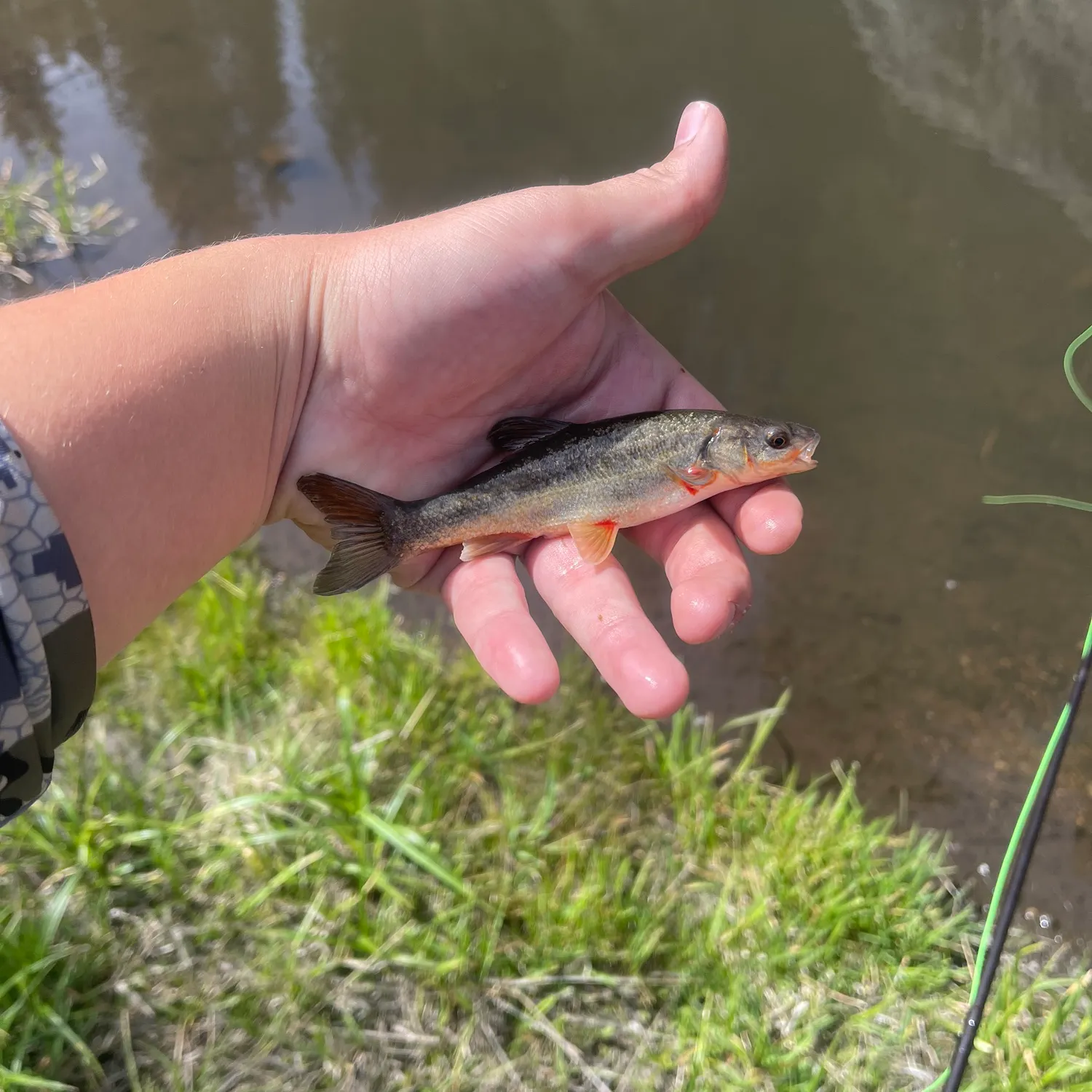 The most recent Rio Grande chub catches on Fishbrain