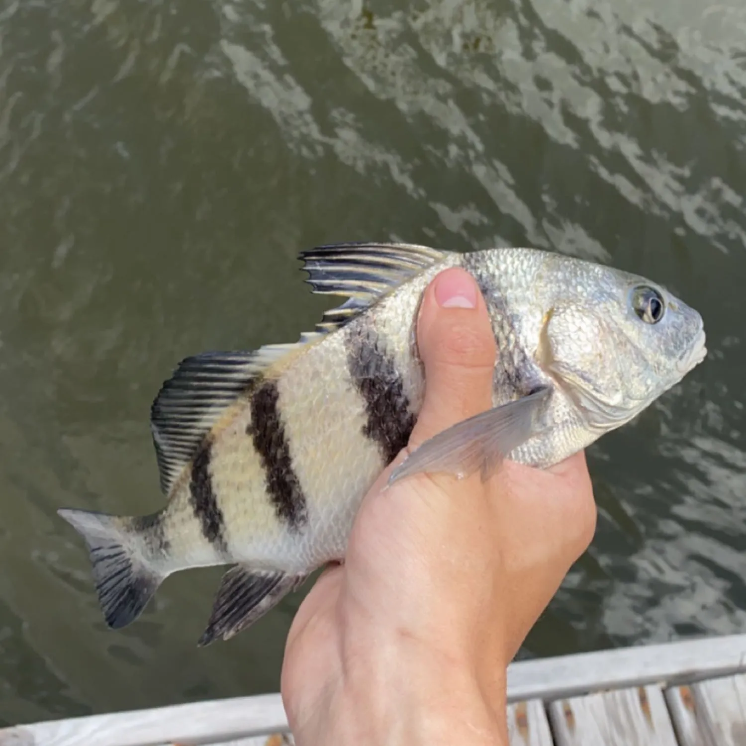Black drum caught on Fishbrain