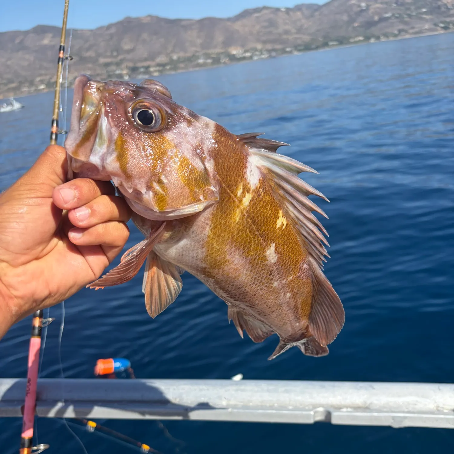 Copper rockfish caught on Fishbrain
