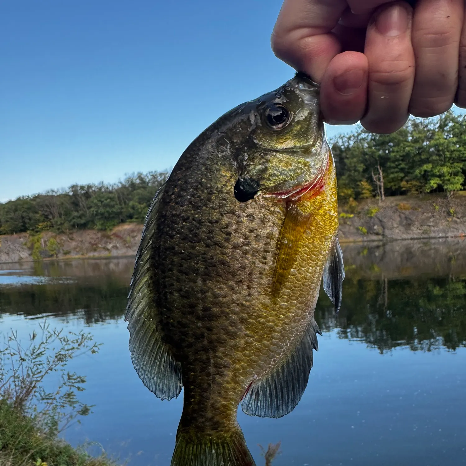 Bluegill caught on Fishbrain