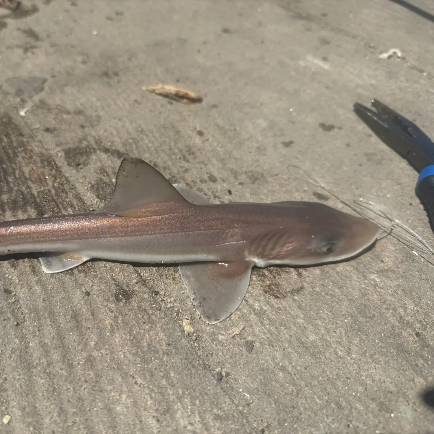 The most recent Grey smooth-hound catches on Fishbrain