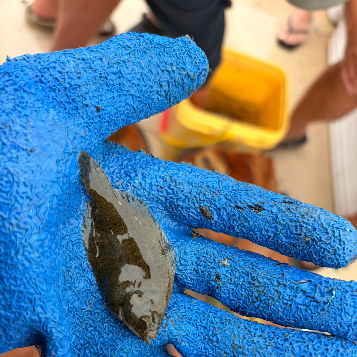 The most recent Winter flounder catches on Fishbrain