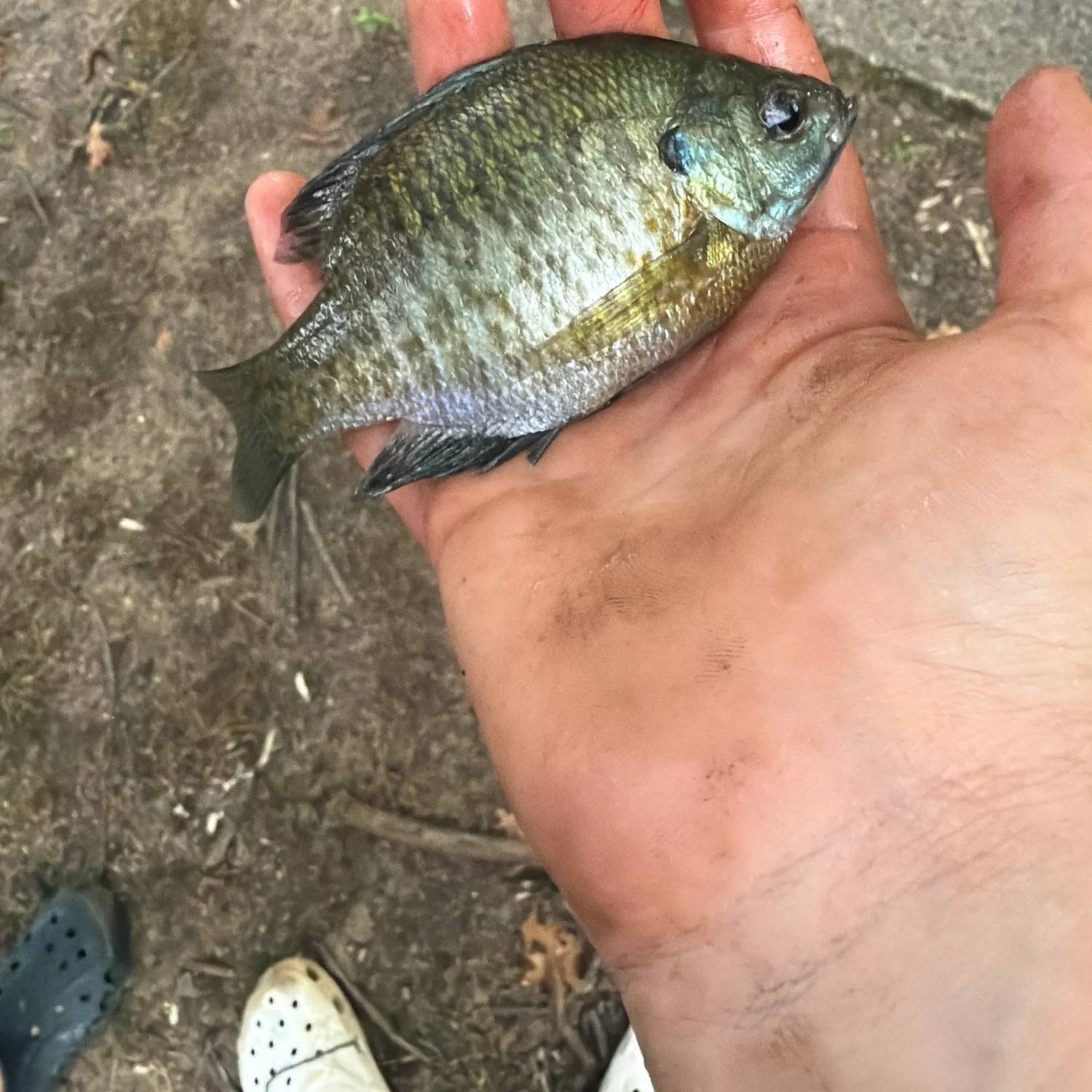 Bluegill caught on Fishbrain