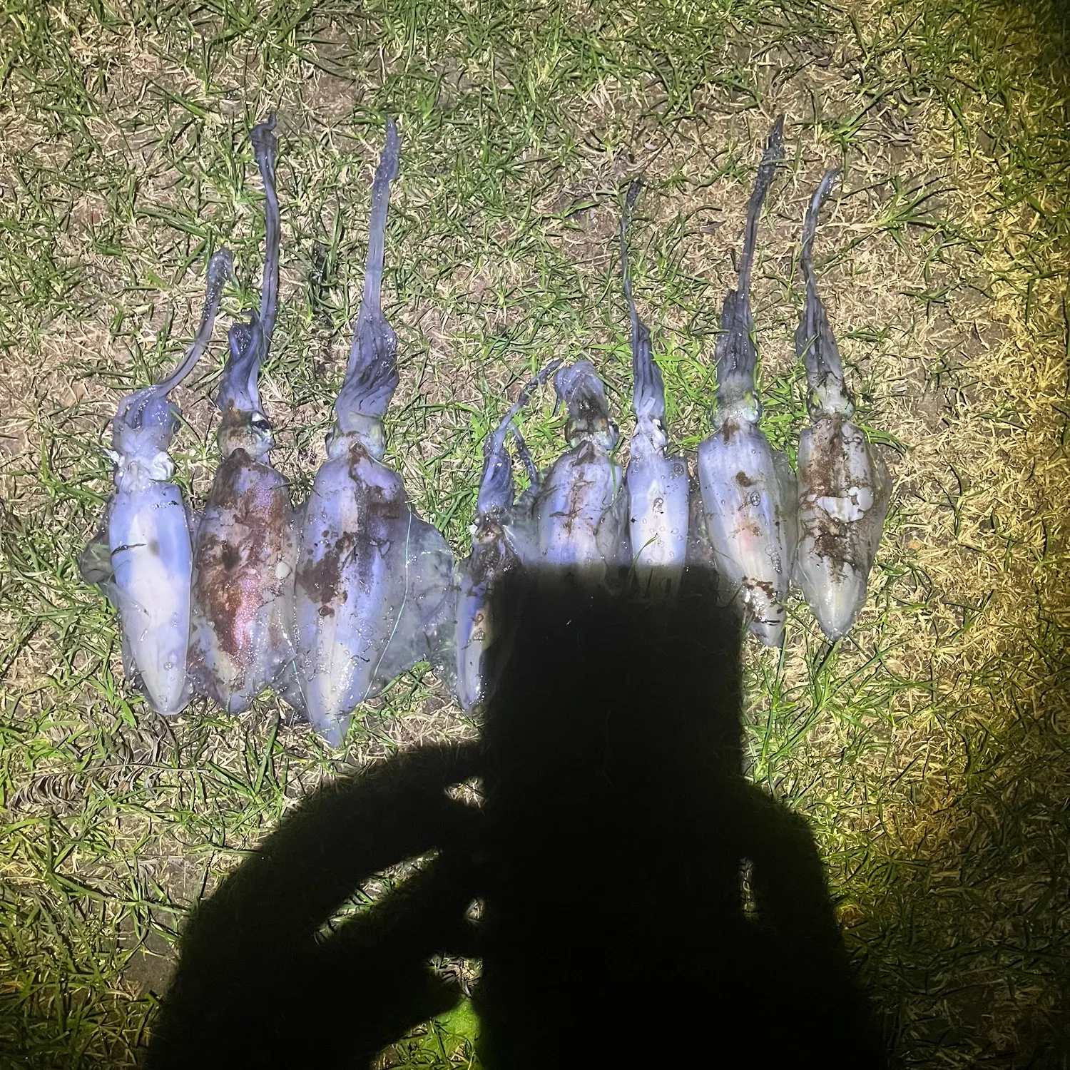 Southern calamari caught on Fishbrain