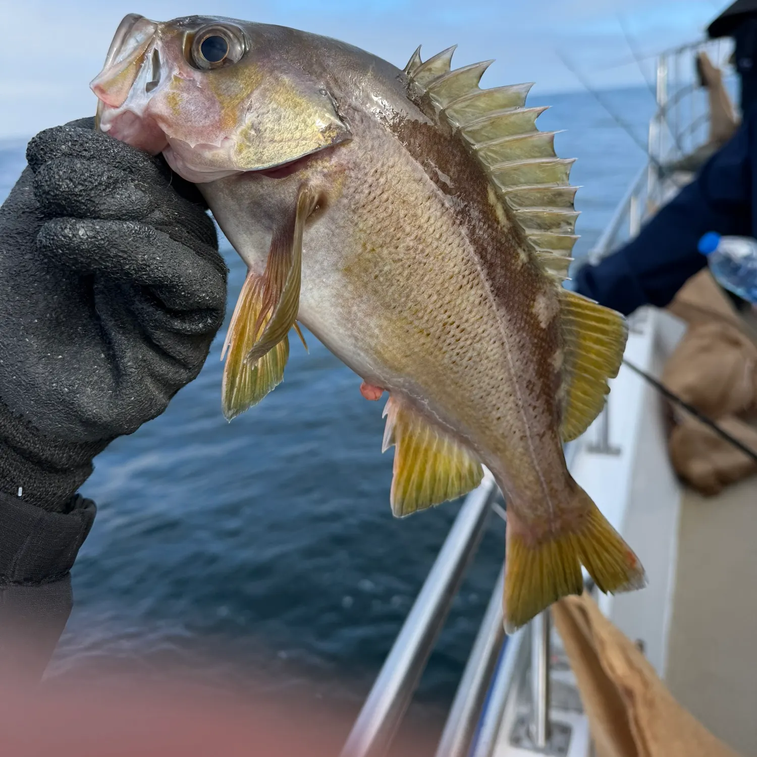 Yellowtail rockfish caught on Fishbrain