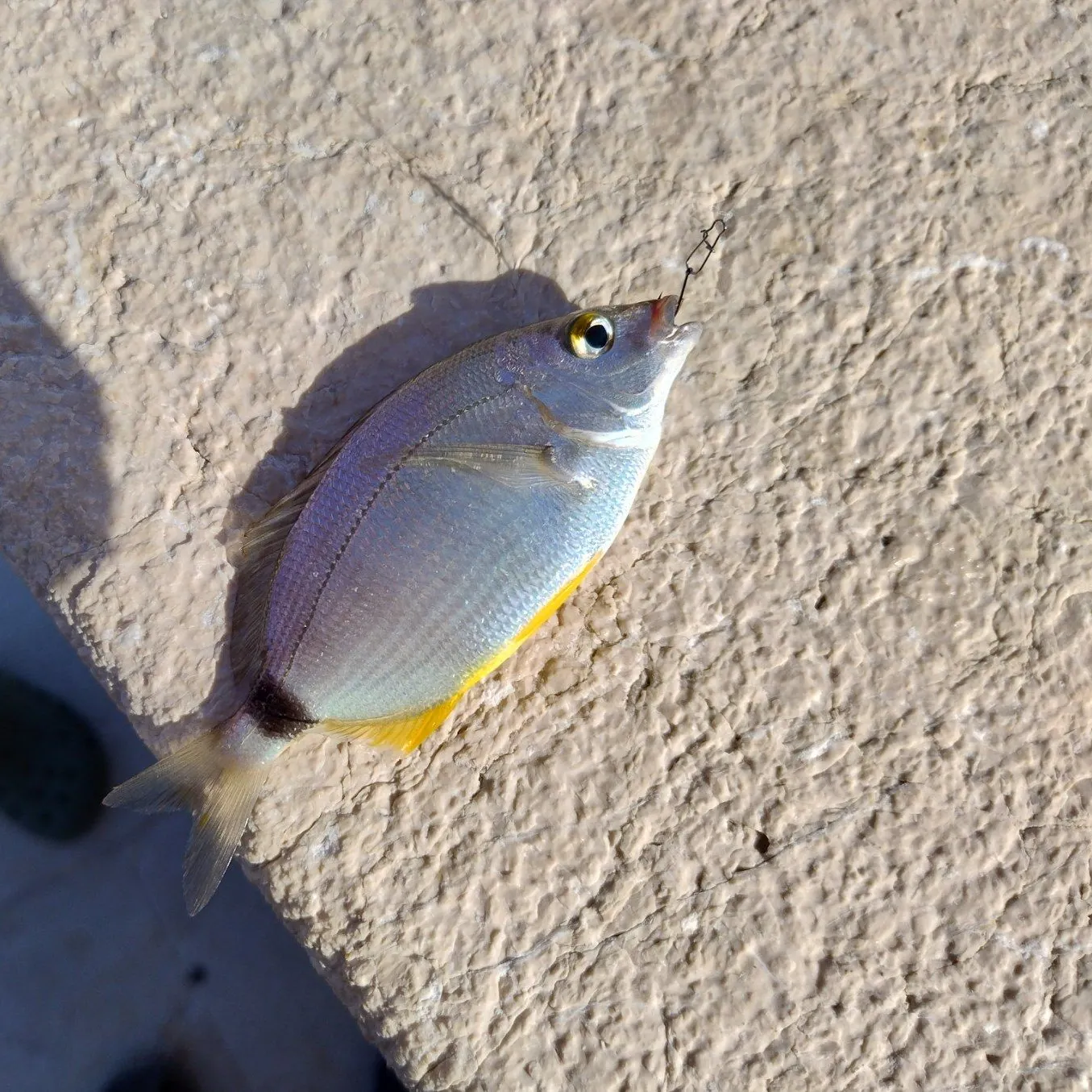 The most recent Annular seabream catches on Fishbrain