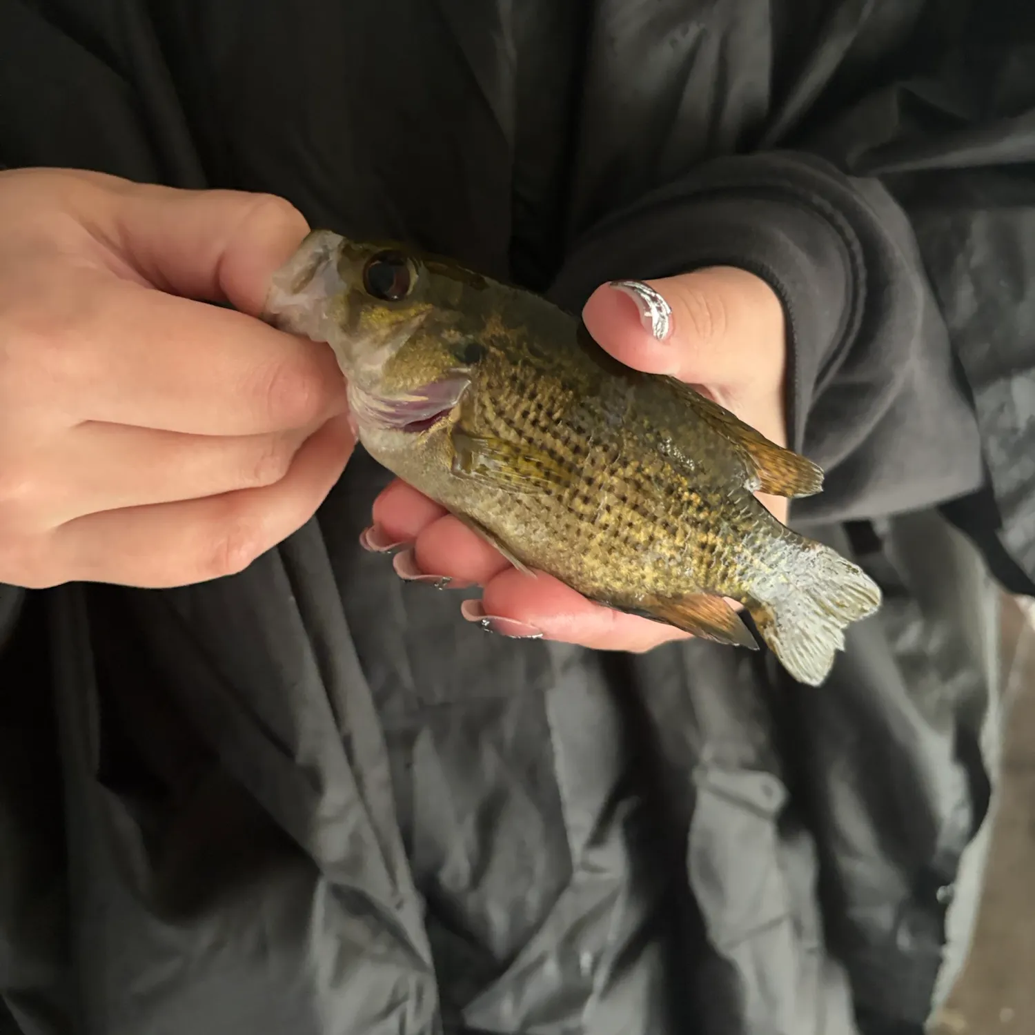 Rock bass caught on Fishbrain