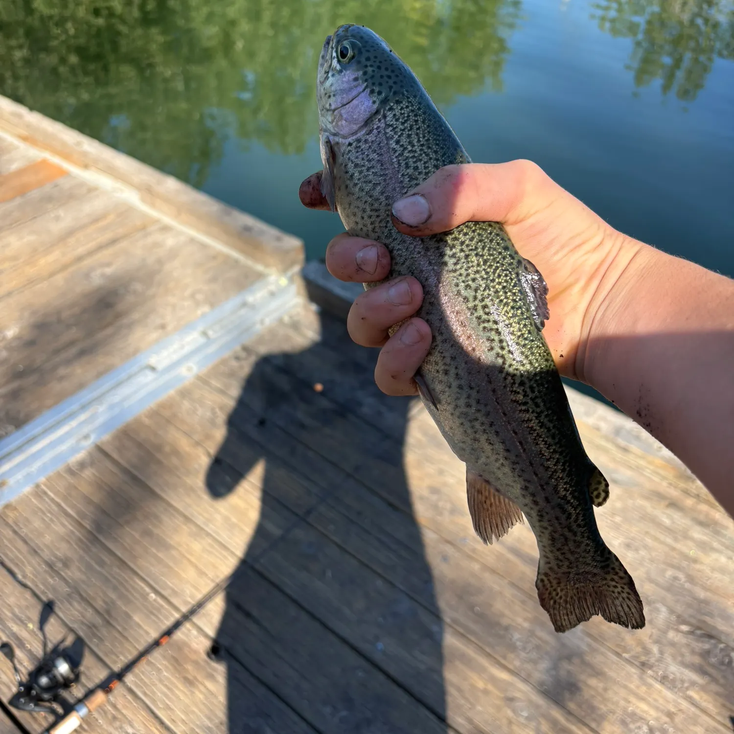 Rainbow trout caught on Fishbrain