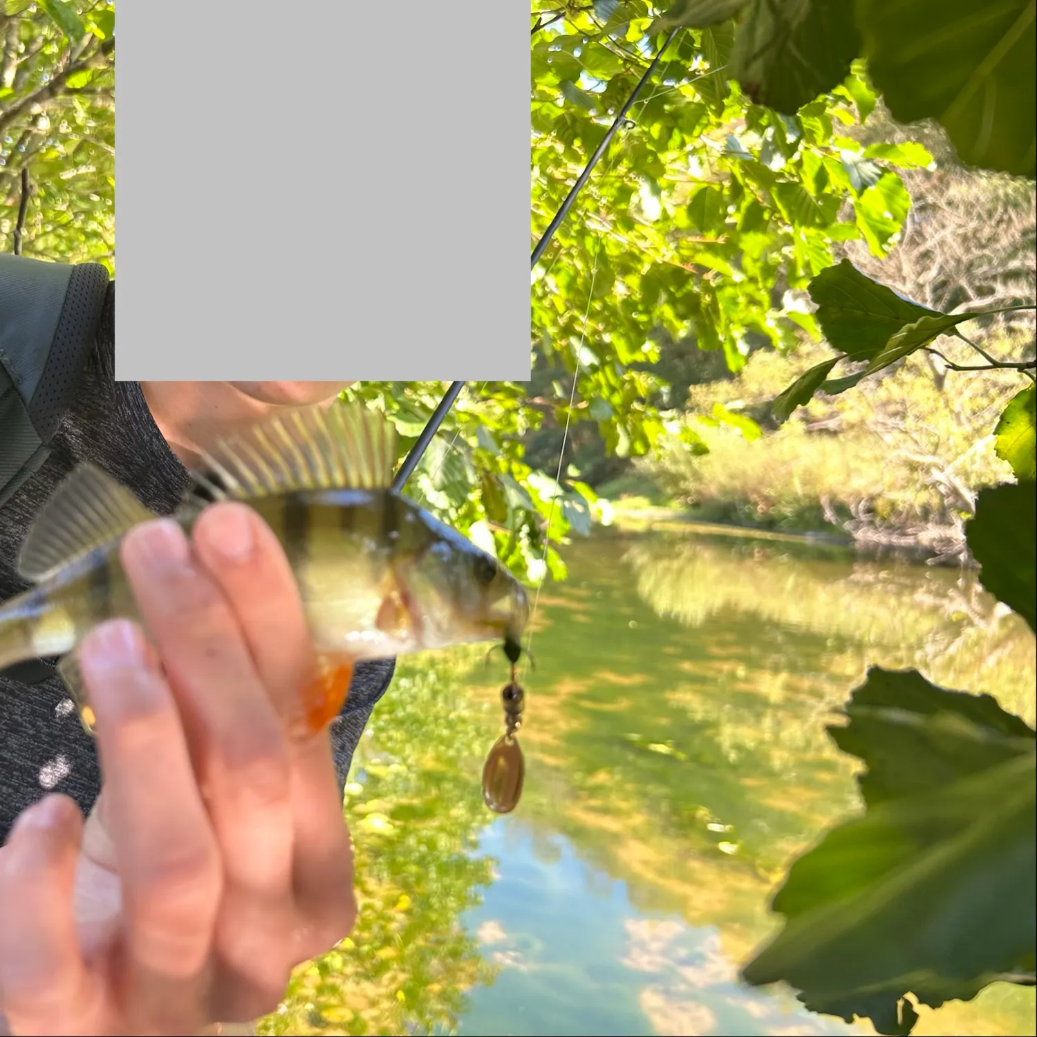 European perch caught on Fishbrain