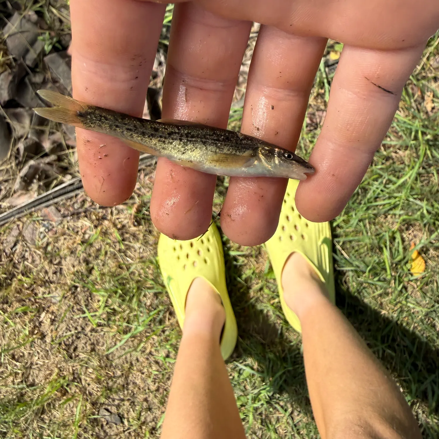Longnose dace caught on Fishbrain