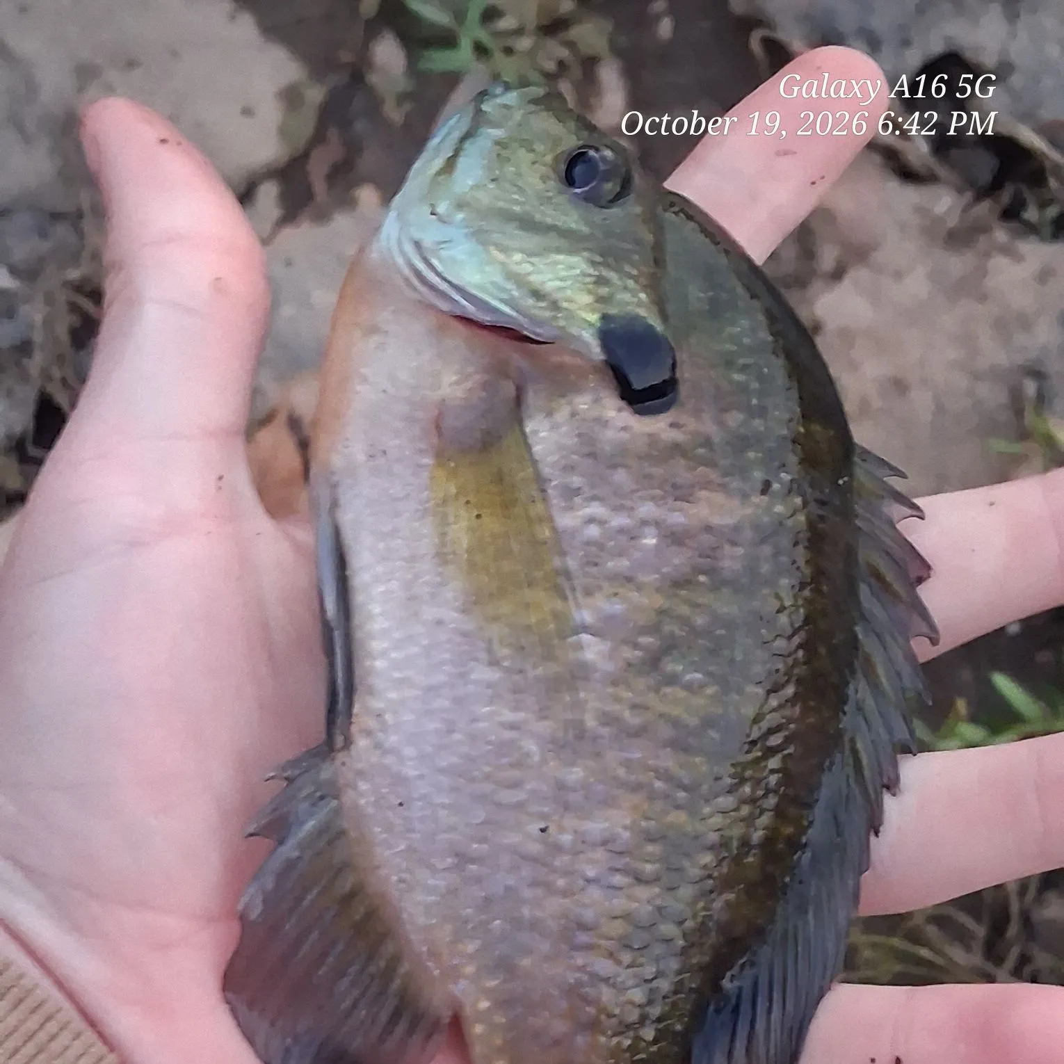Bluegill caught on Fishbrain