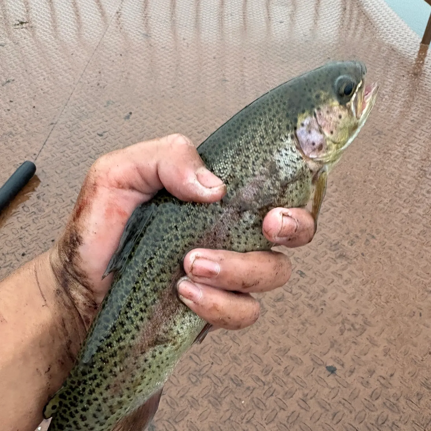 Rainbow trout caught on Fishbrain