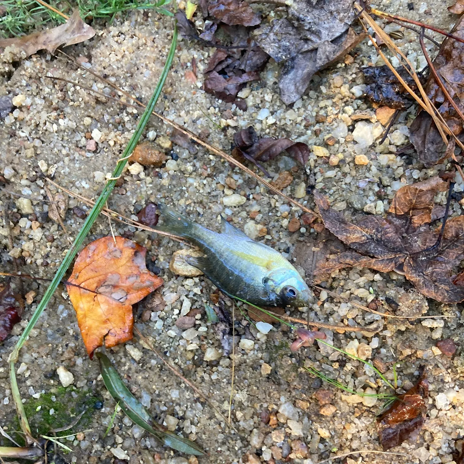 Bluegill caught on Fishbrain