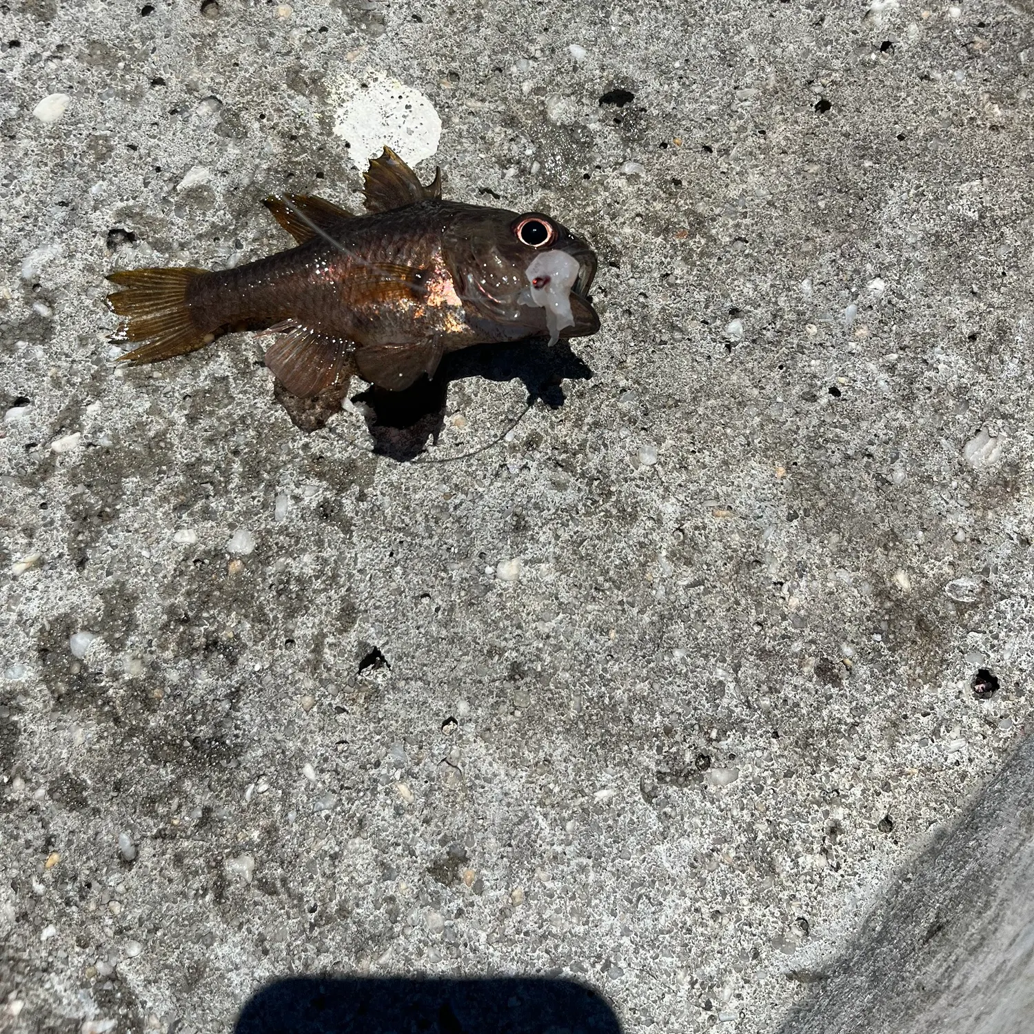 The most recent Red gurnard catches on Fishbrain