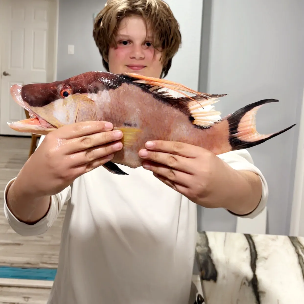 The most recent Hogfish catches on Fishbrain