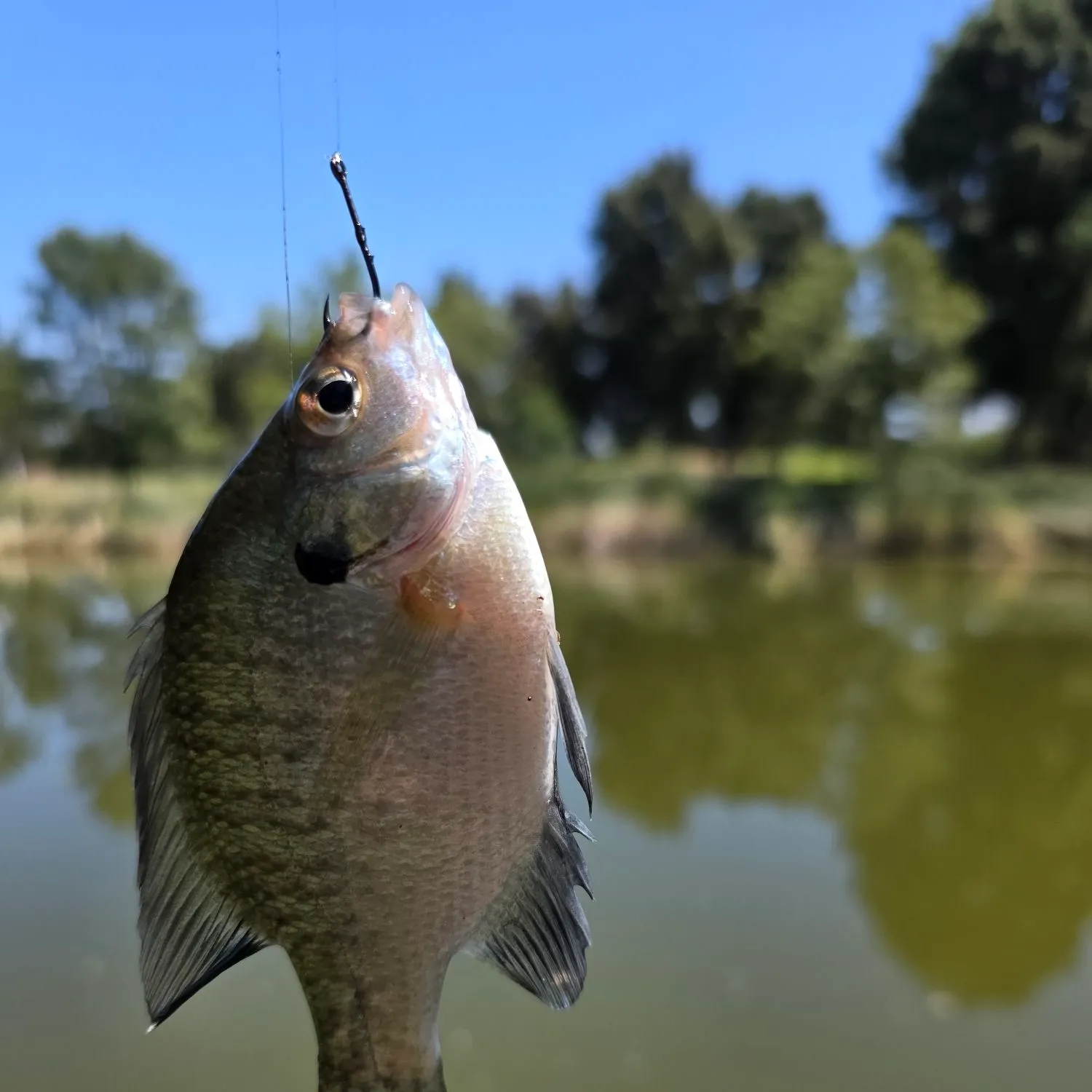 Bluegill caught on Fishbrain