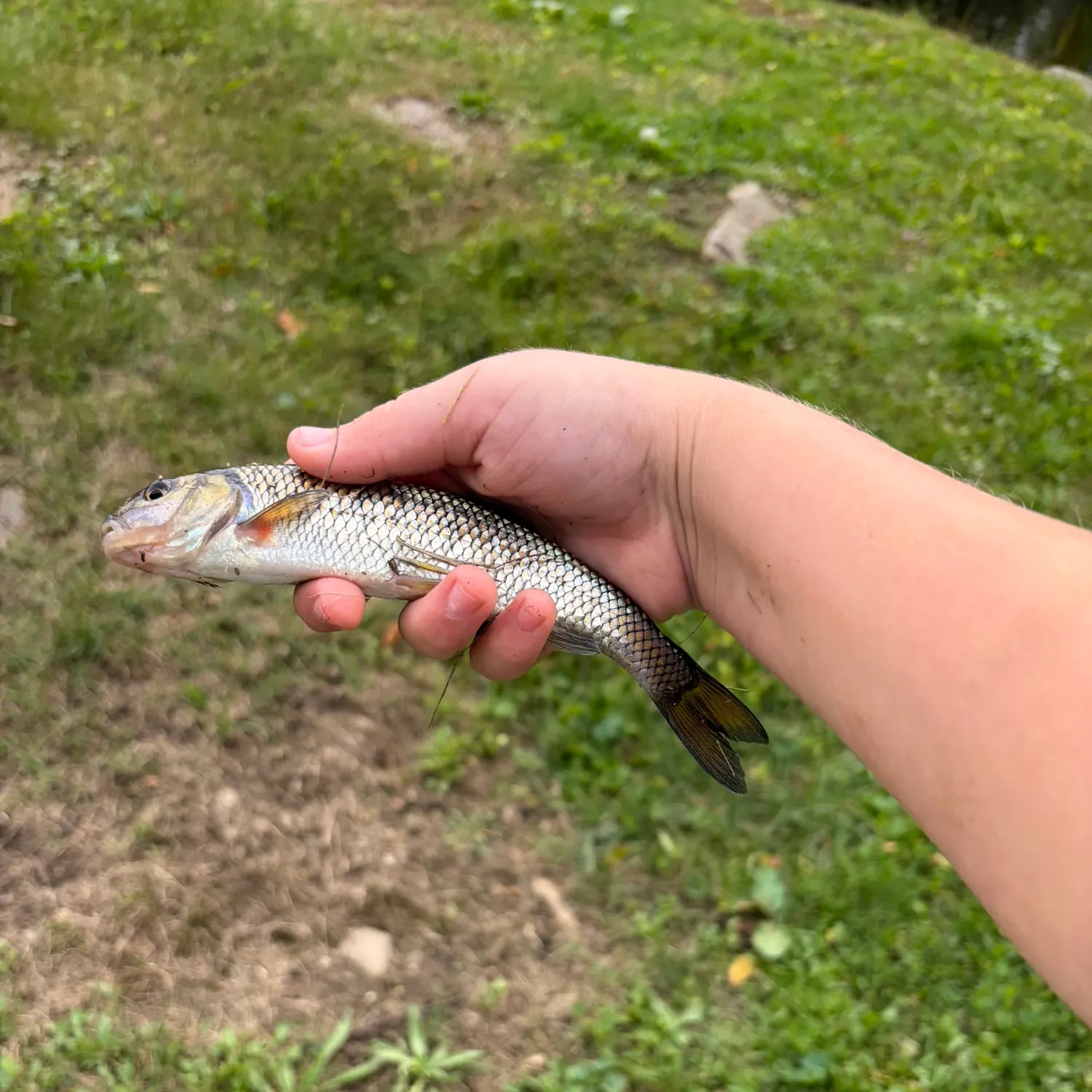 Fallfish caught on Fishbrain