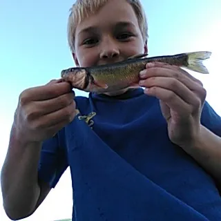 The most recent Sacramento sucker catches on Fishbrain