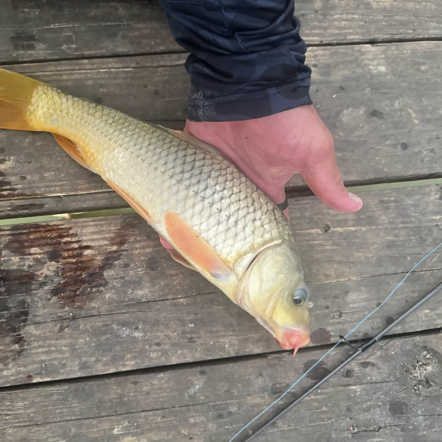 Common carp caught on Fishbrain