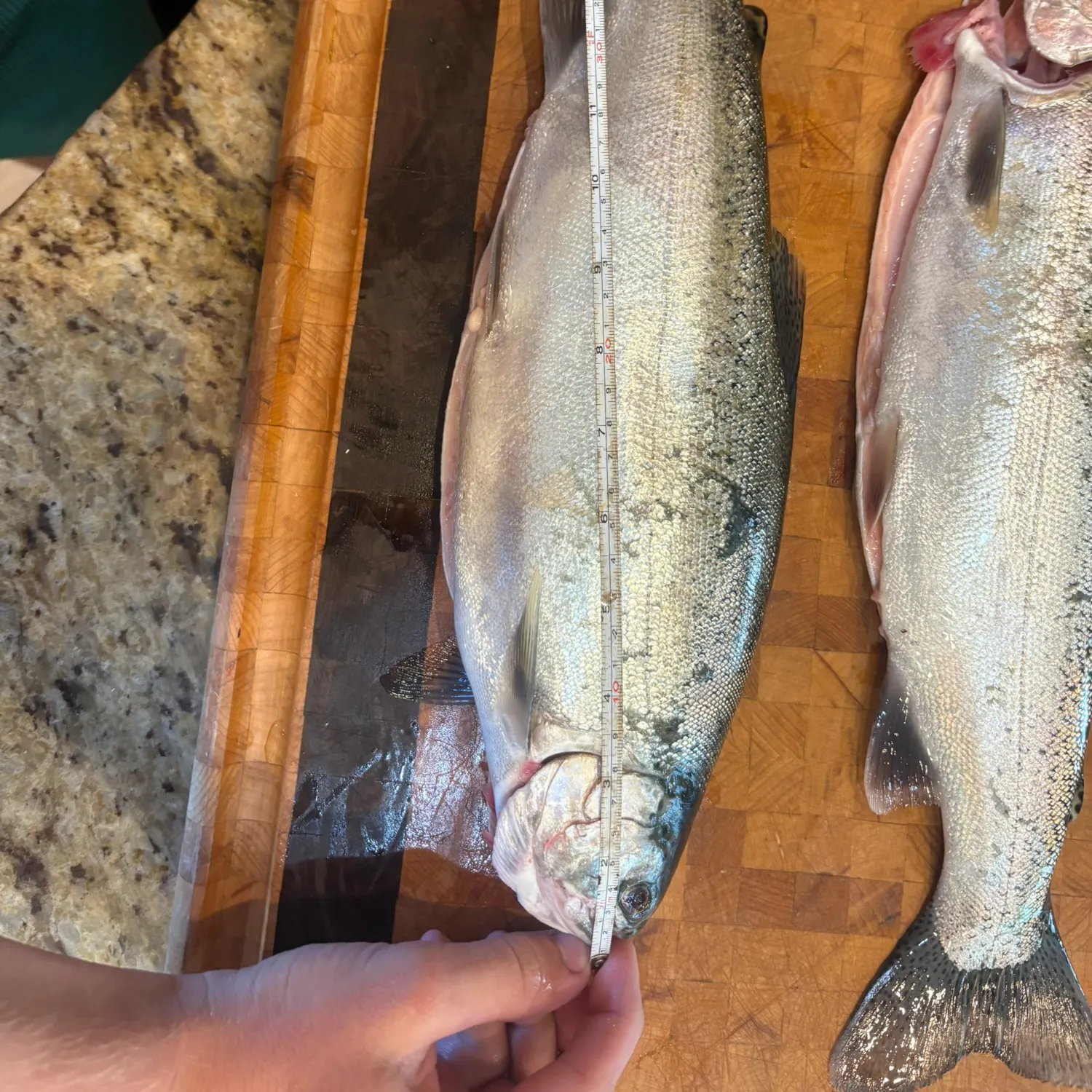 Rainbow trout caught on Fishbrain