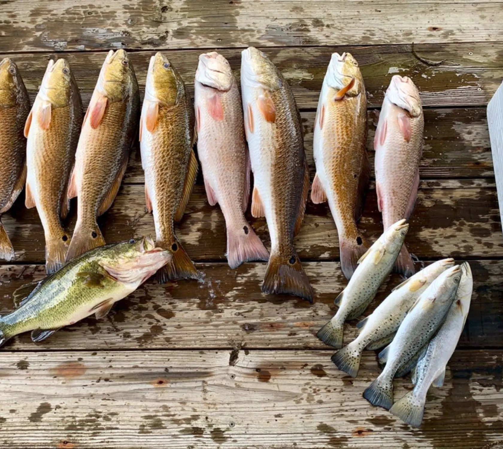 recently logged catches