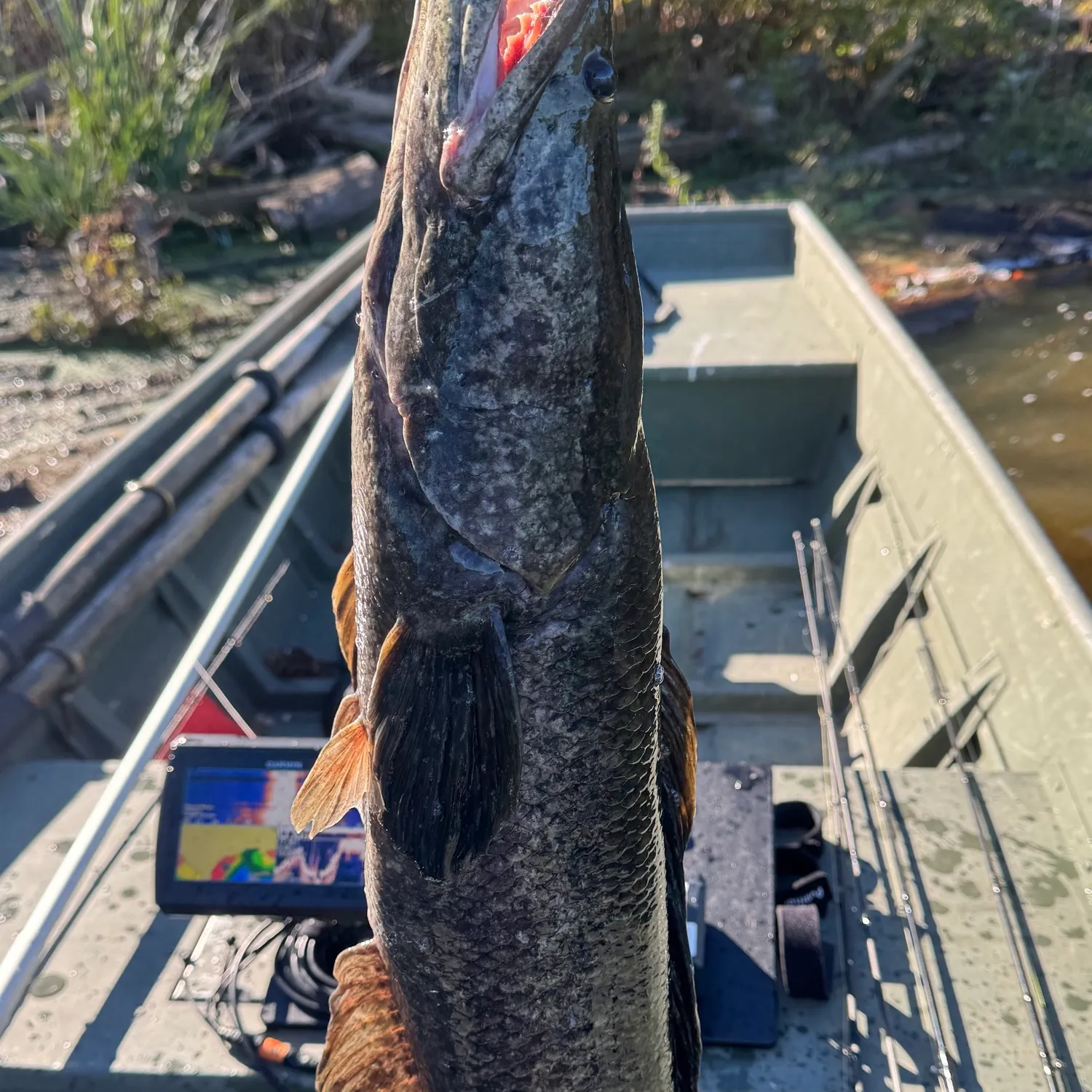 Northern snakehead caught on Fishbrain