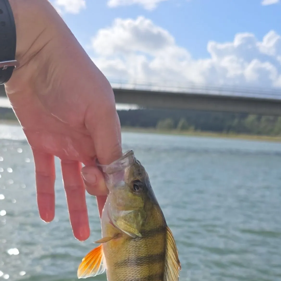European perch caught on Fishbrain