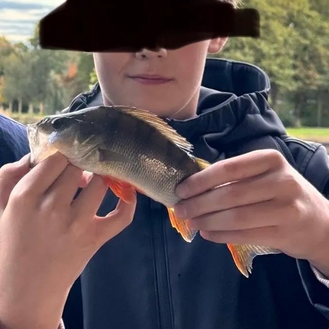 European perch caught on Fishbrain