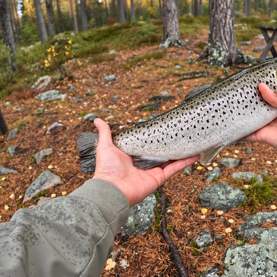 Brown trout caught on Fishbrain
