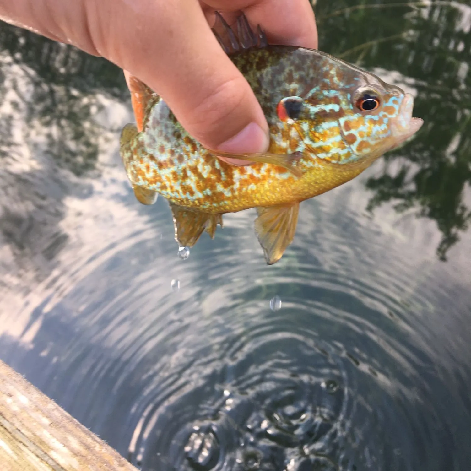 Fish caught on Fishbrain