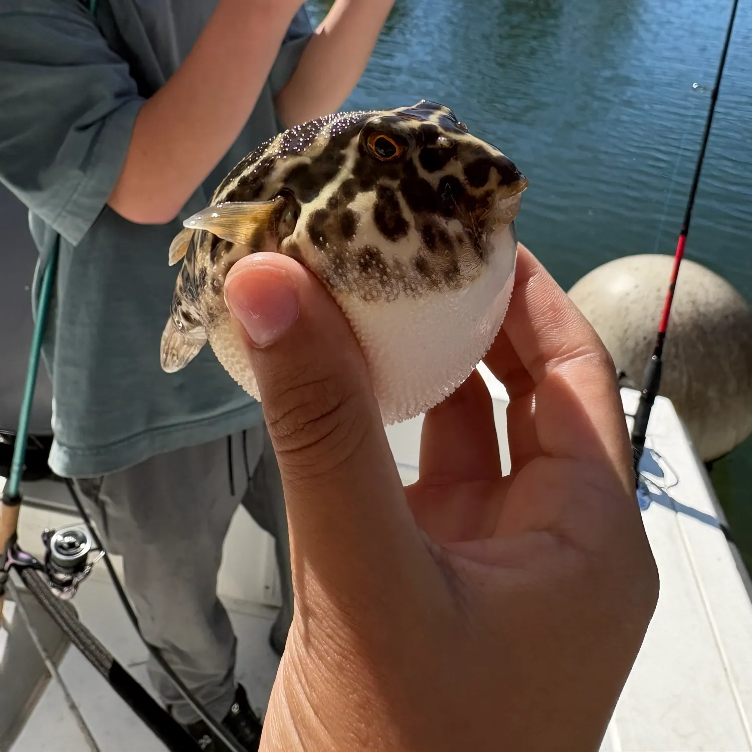 The most recent Checkered puffer catches on Fishbrain
