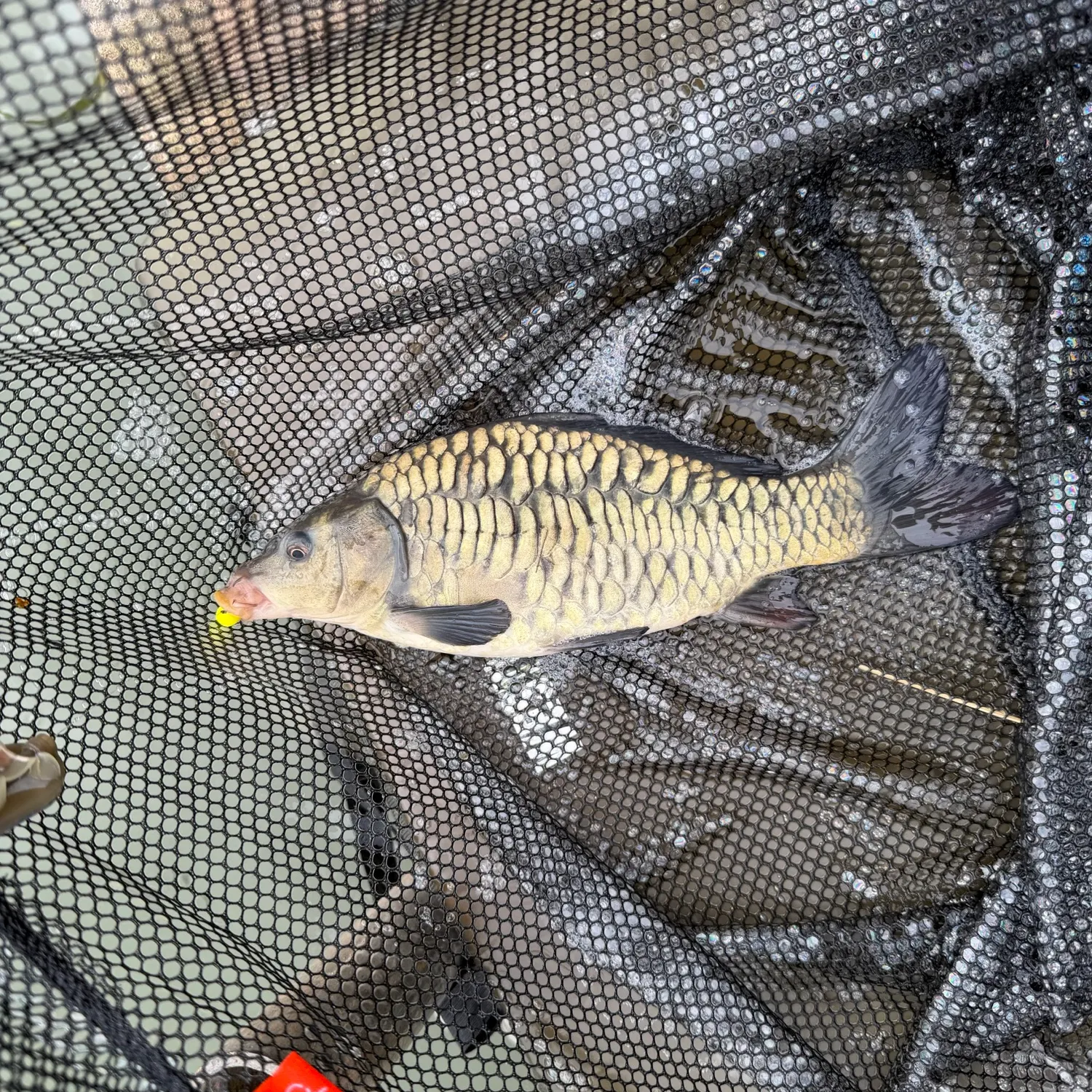 The most recent Mirror carp catches on Fishbrain